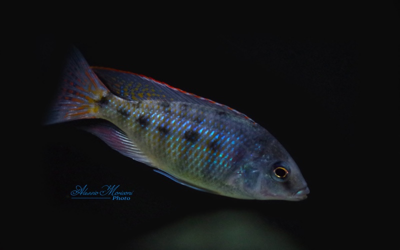 Protomelas virgatus 'Kanchedza Island'